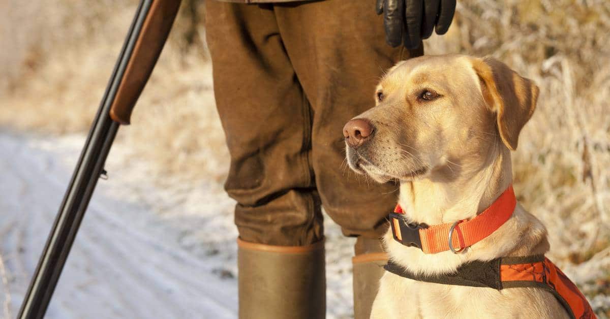 Can Labrador be a Guard Dog