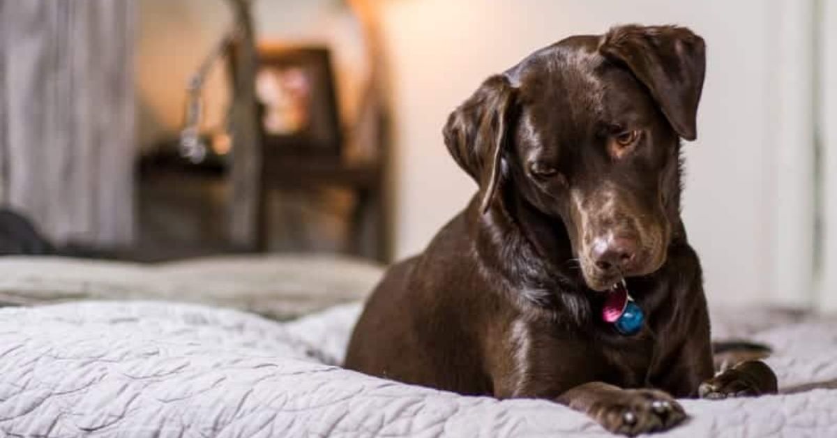 Are Labs Good Apartment Dogs? Can a Labrador Live in an Apartment or Small House?