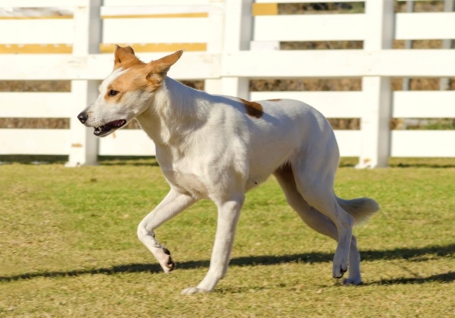 Canaan Dog Walking on Grass