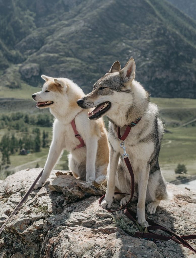 Canadian Eskimo Dogs Sitting on Rock
