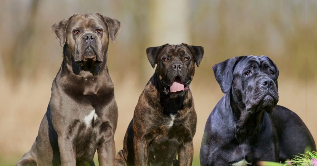 Cane Corso Colors All 12 Common & Rare Colors Puplore