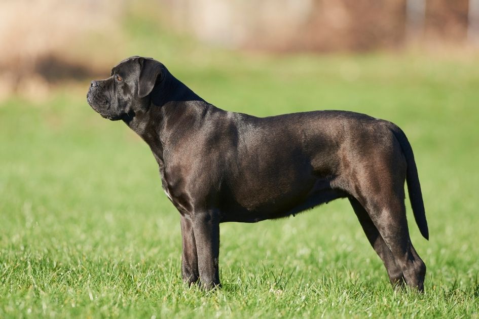 Cane Corso Dog Breed