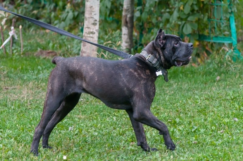 Cane Corso Dog