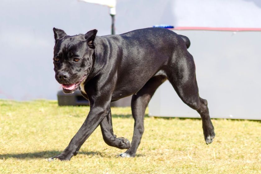 Cane Corso Pup in Yard Walking