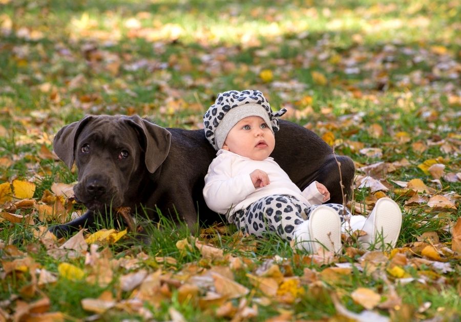 Cane Corso Pup with a Baby