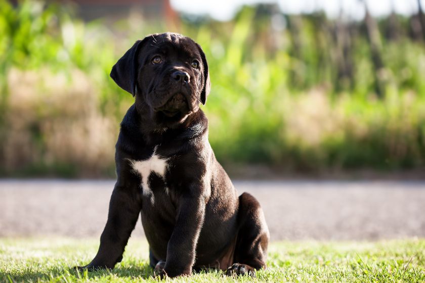 Cane Corso Puppy Sitting on Grass