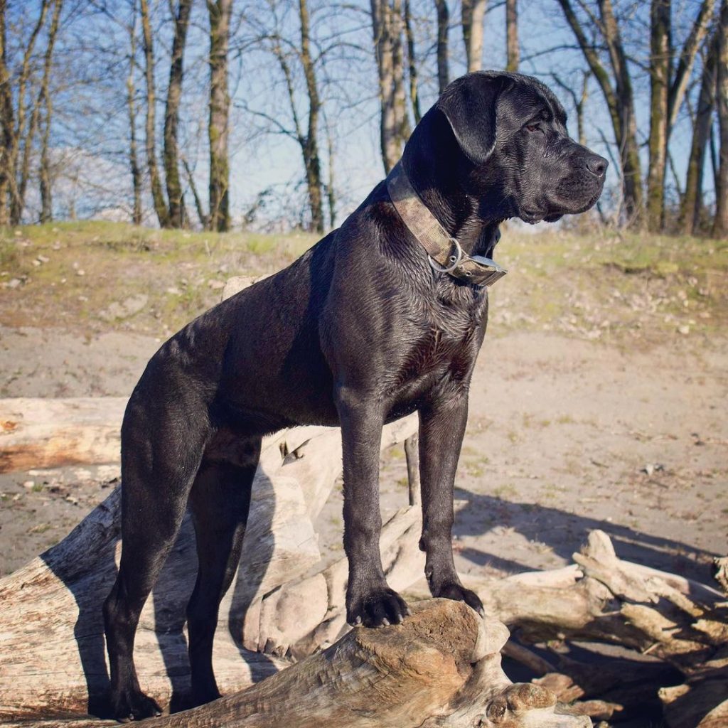 Cane Corso Rottweiler Mix Dog Standing on Wood