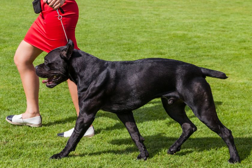 Cane Corso in Profile at Dog Show