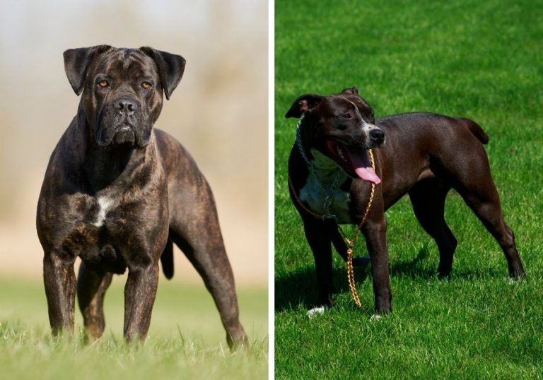 Cane Corso Pitbull Mix: A Complete Pit Corso Guide | Puplore