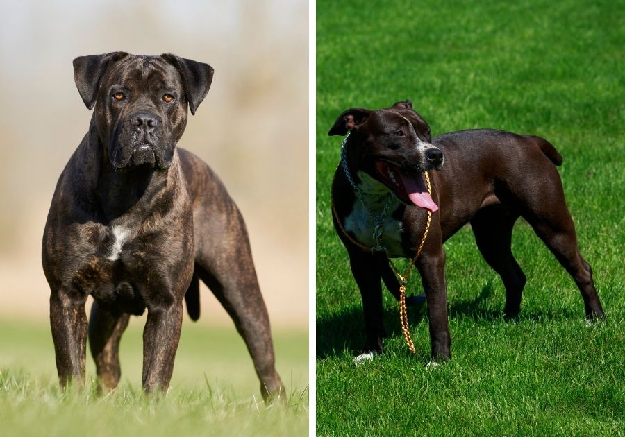 Cane Corso x American Pitbull Terrier