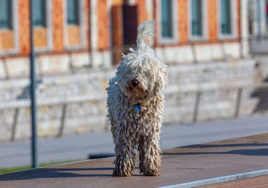 Cantabrian Water Dog with Fur Covering Eyes Standing