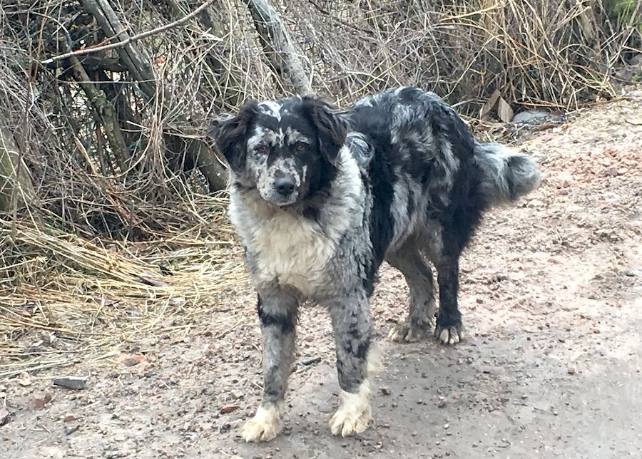 Carea Leones Dog Standing on Ground Beside Dried Grass