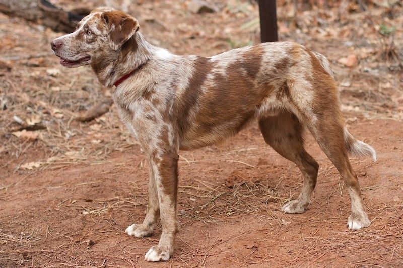 Catahoula Leopard – Rare Dog Breed