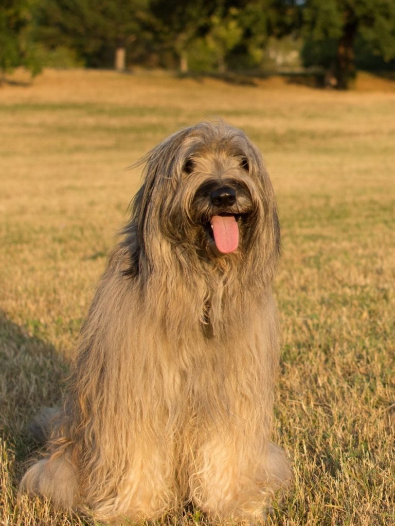 Catalan Sheepdog Breed Sitting on Grass on Field