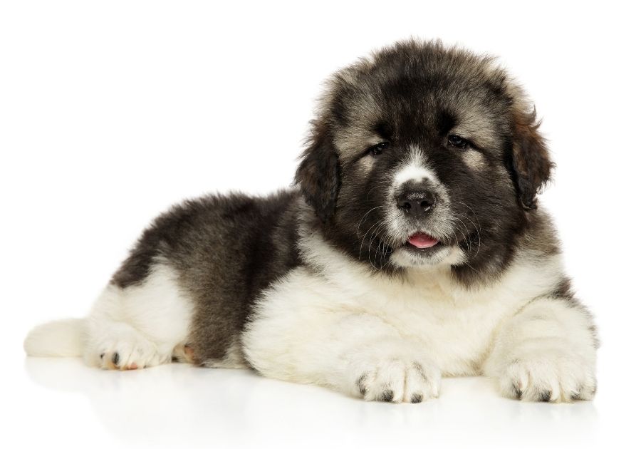 Caucasian Shepherd Puppy Lying on White Background