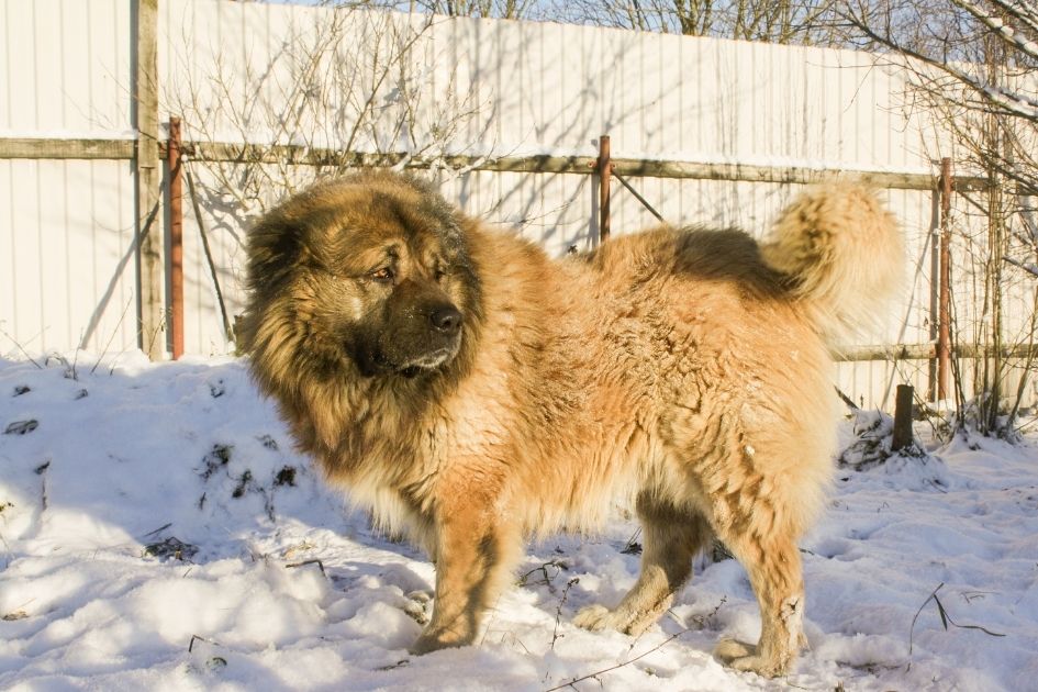 Caucasian Shepherd Standing on Snow Looking Aside