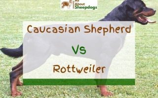 Caucasian Shepherd Vs Rottweiler – What’s The Difference?
