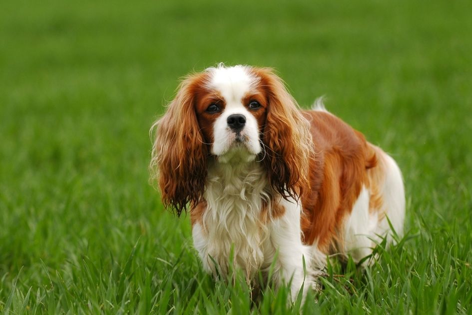 Cavalier King Charles Spaniel Standing on Grass Looking
