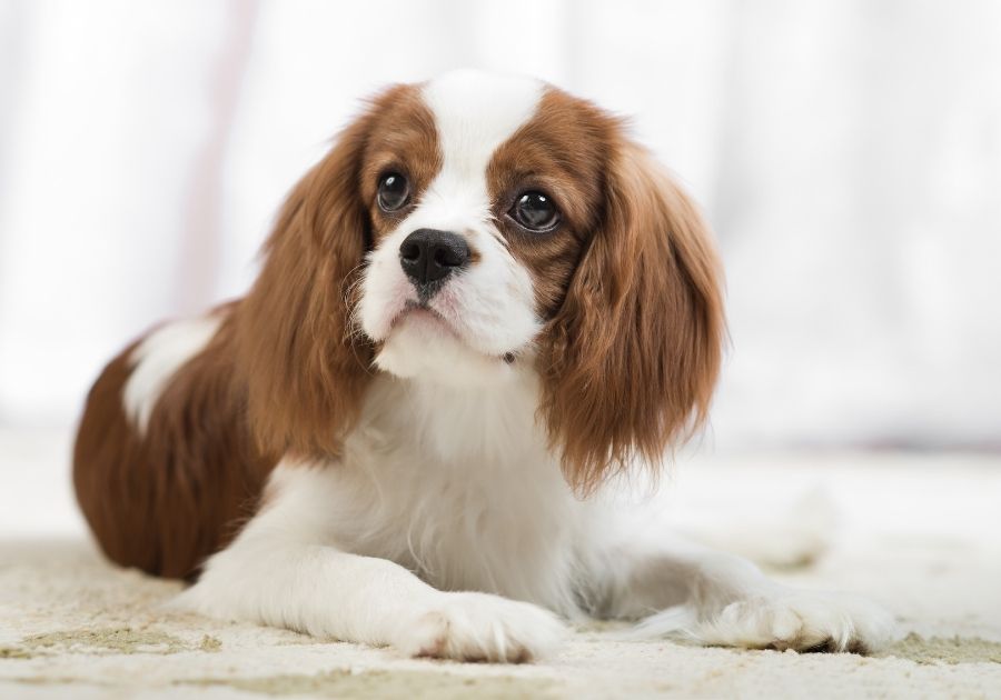 Cavalier King Charles Spaniel Pup Resting on Bed