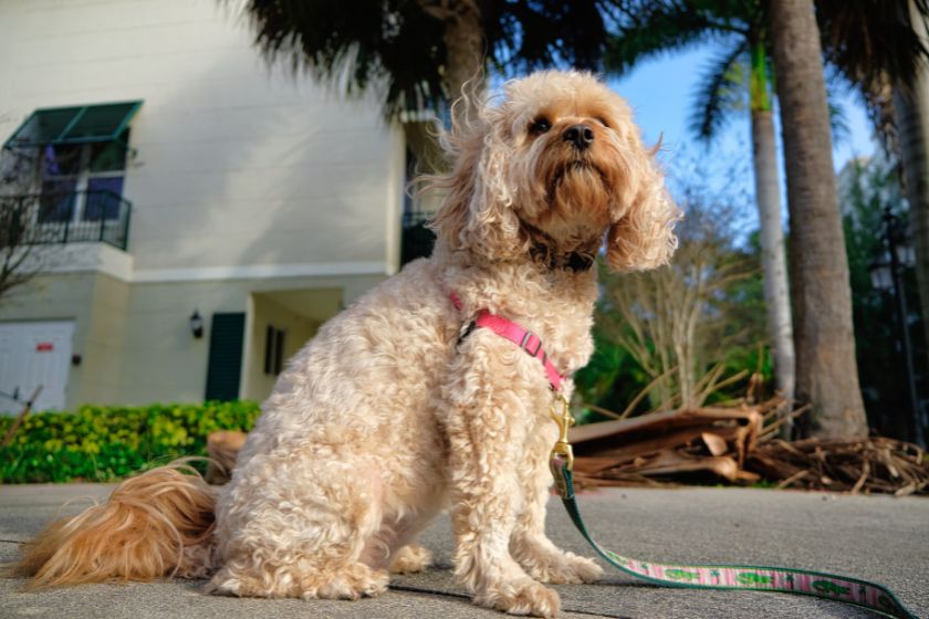 Cavapoo Dog on a Walk Sitting on Ground