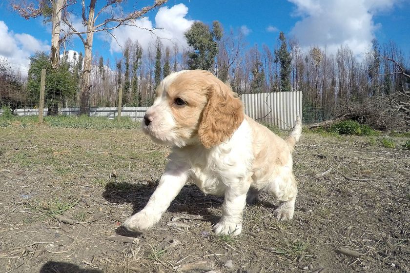 Cavapoo Puppy Walking Outdoor