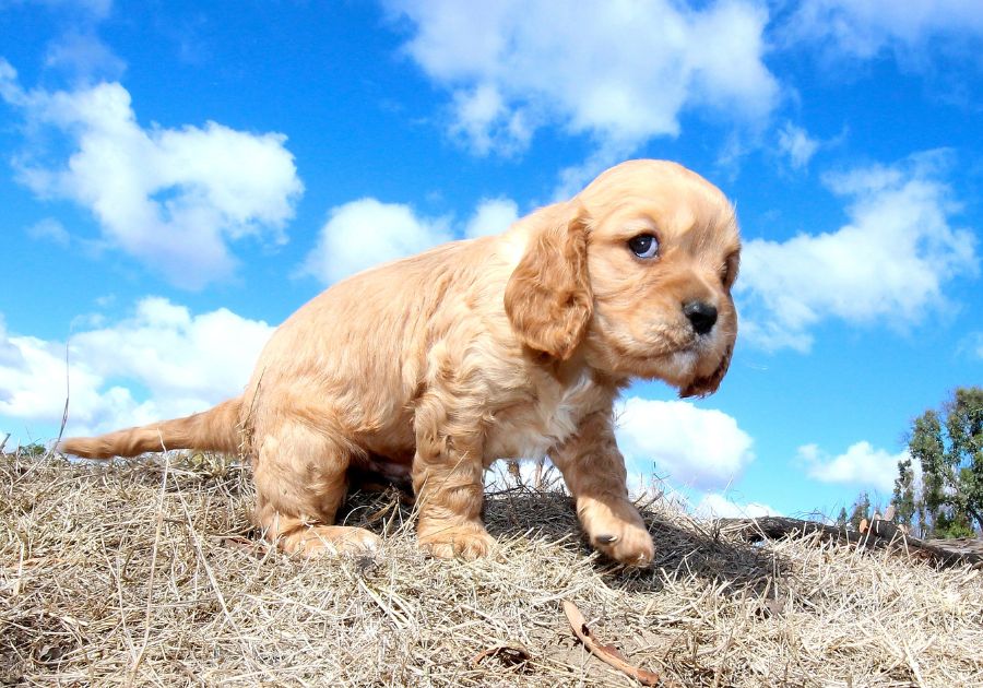 Cute Cavapoo Puppy on Dry Grass