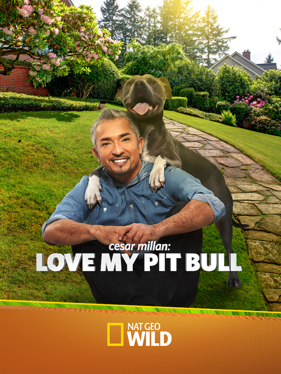 Cesar Millan: Love My Pitbull Poster