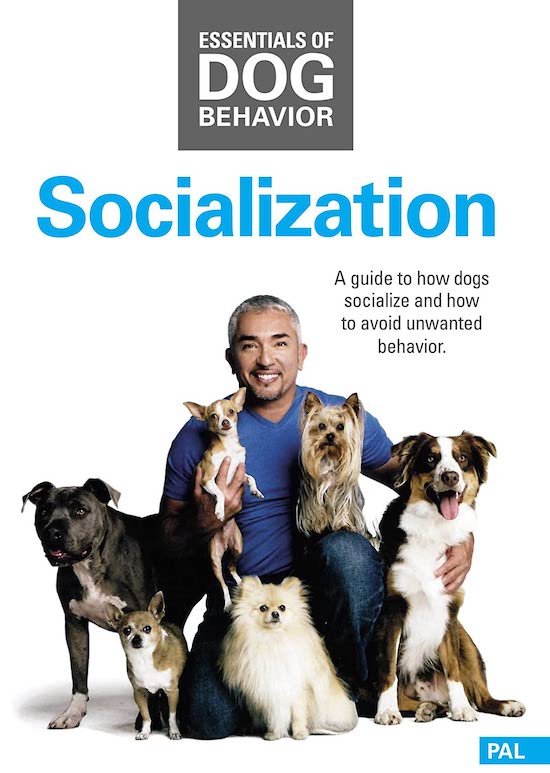 Cesar Millan's Socilization - Essentials of Dog Behavior