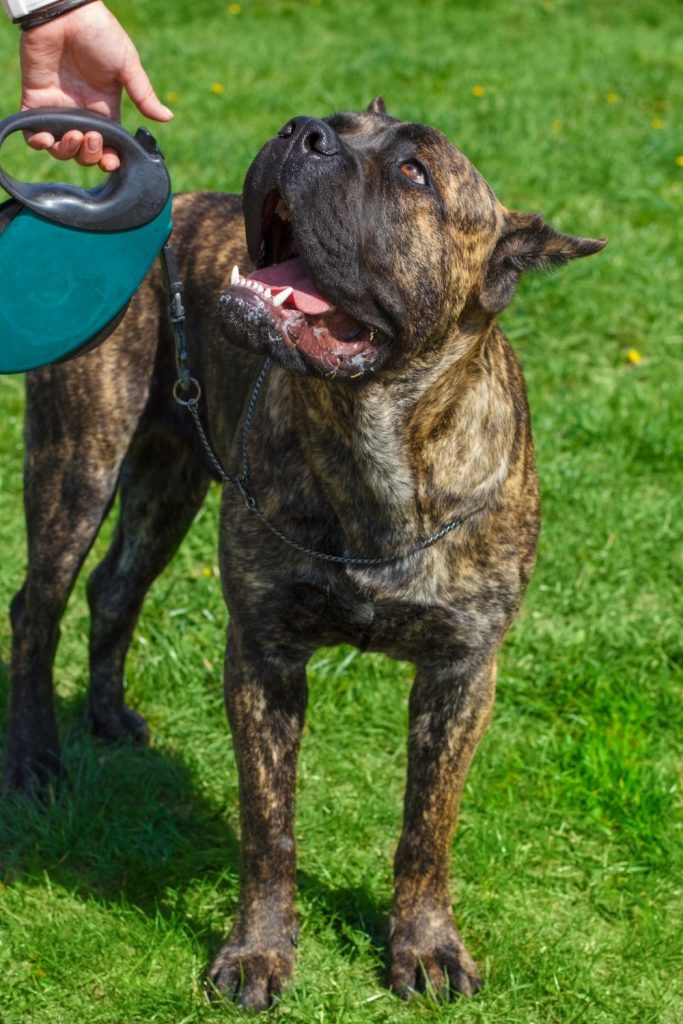 Chestnut Brindle Cane Corso Dog on Lead Looking Up