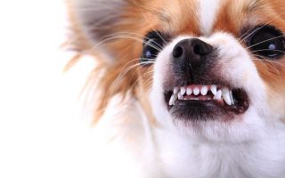 Chihuahua Bite Force PSI, Statistics & Fatalities