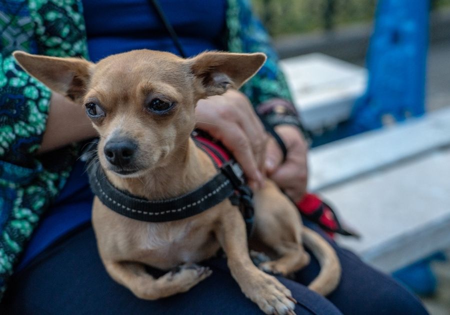 Chihuahua Dog Sitting on Owner's Lap