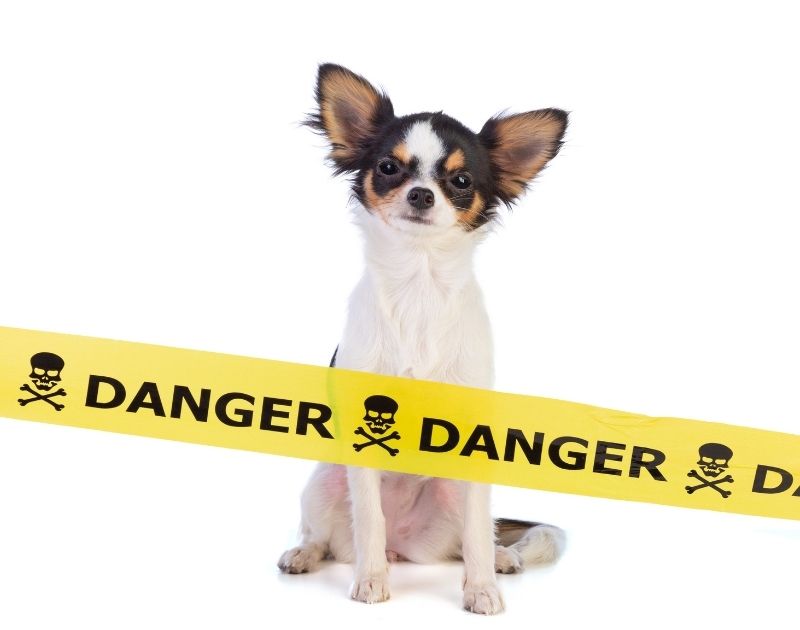 Chihuahua Dog with a Danger Banner on White Background