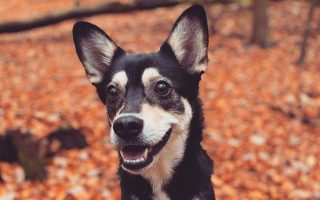 Chihuahua Husky Mix: Facts, Puppy Price & Guide