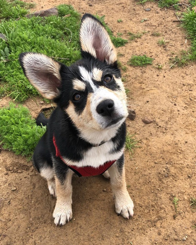 Chihuahua Husky Mix Puppy Sitting on Ground Near Grass Looking Up