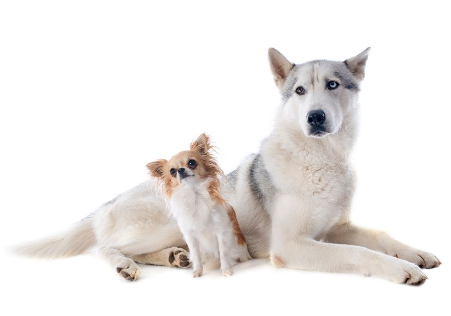 Small Chihuahua Sitting Beside Large Siberian Husky on White Background