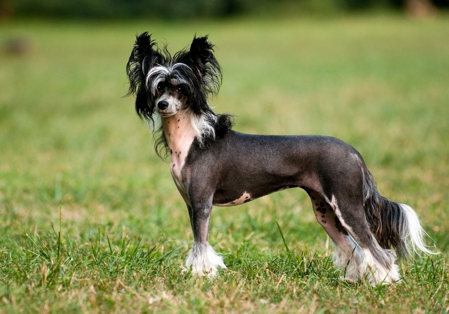 Chinese Crested Dog Standing on Grass at Park