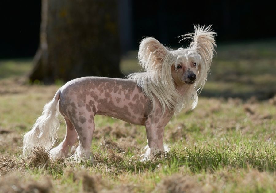Chinese Crested Dog Standing on Grass