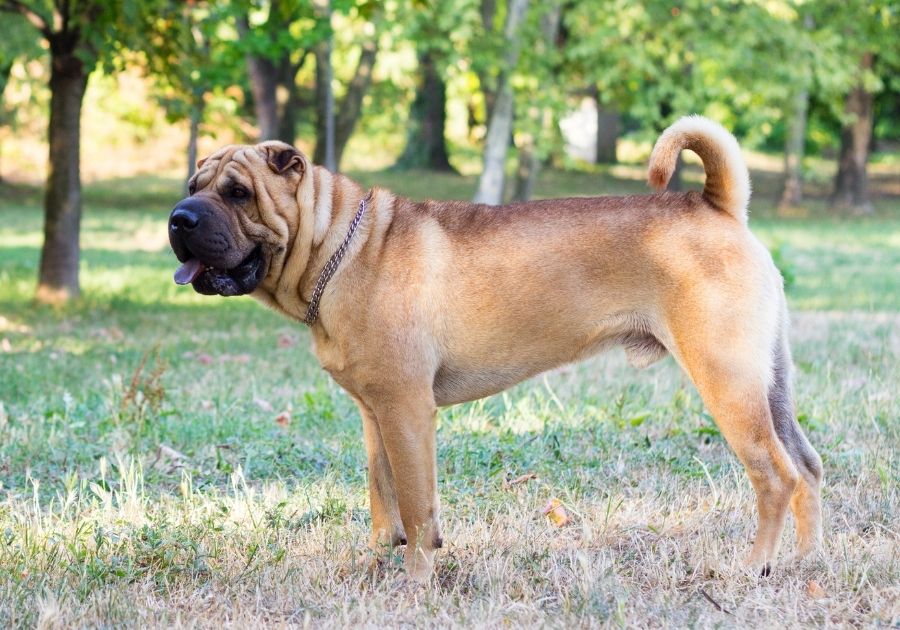 Chinese Shar-Pei Dog Standing on Grass