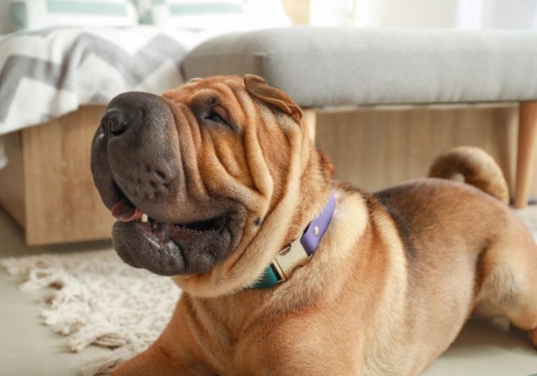 20 Velcro Dog Breeds That Are Super Clingy & Loyal Puplore