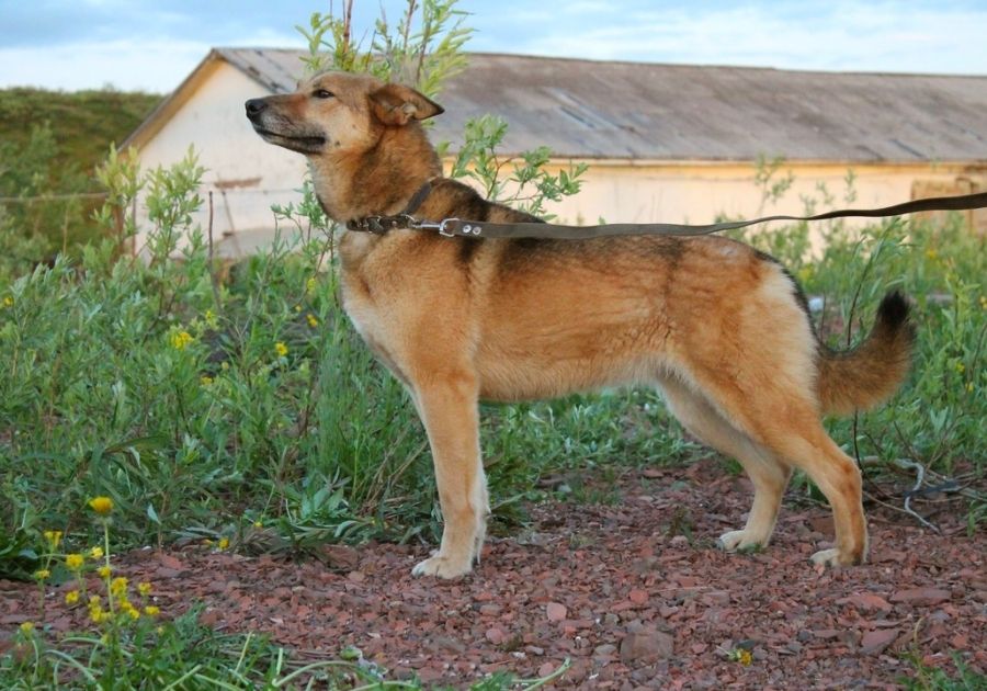 Chinook Dog on Leash Standing Outside