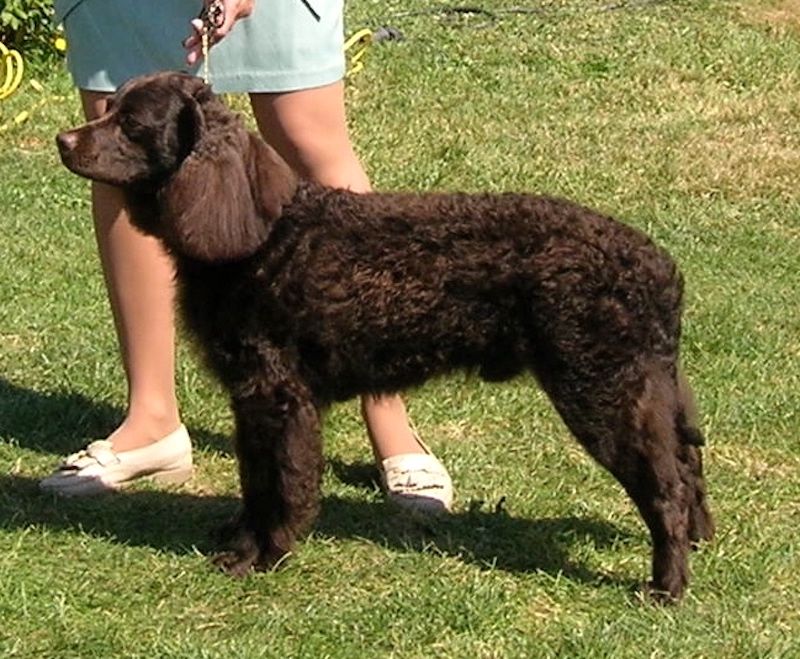 Chocolate American Water Spaniel in a Dog Show