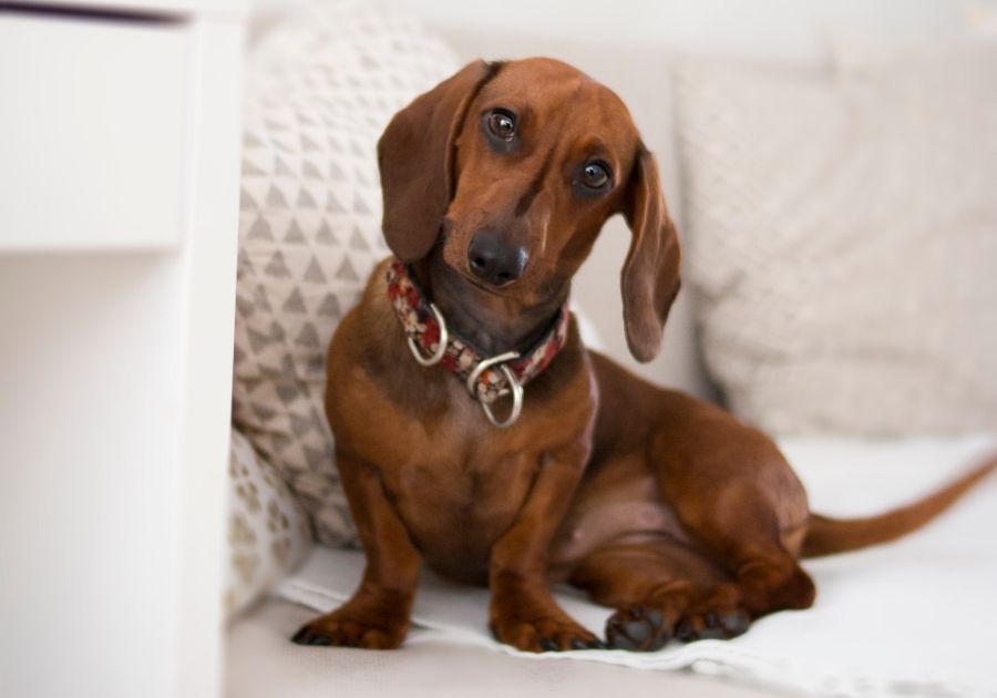 Chocolate Dachshund Dog Sitting on Couch