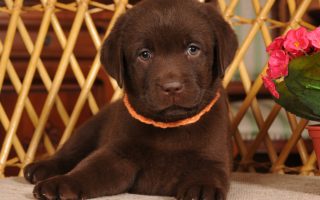 10 Fun Chocolate Labrador Facts for Every Lab Owner