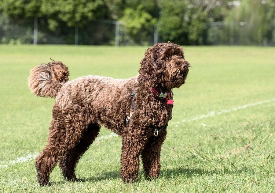Chocolate Labradoodle Standing on Green Grass at Park