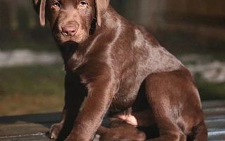 Chocolate Labrador Puppy Care