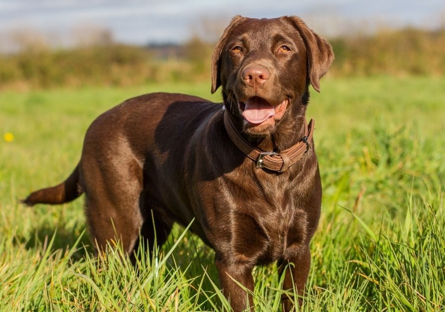 Chocolate Labrador Retriever Dog Standing on Grass