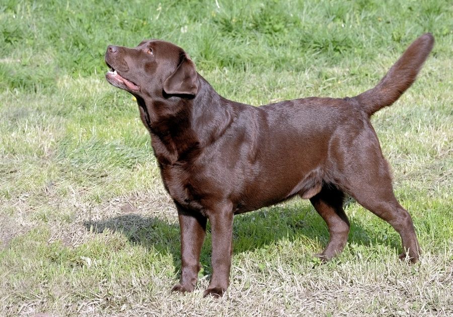 Chocolate Labrador Retriever Standing on Grass Looking Up