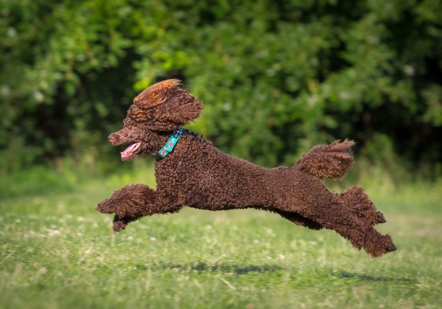 Chocolate Standard Poodle Running on Grass