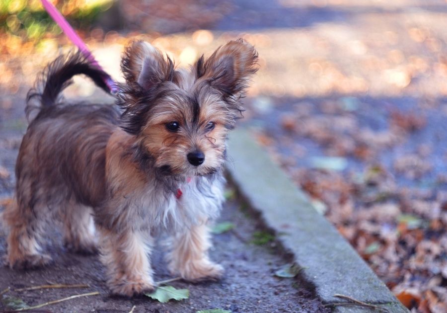 Chorkie Puppy Out for a Walk