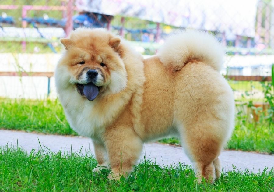Chow Chow Dog Standing on Grass Looking Aside
